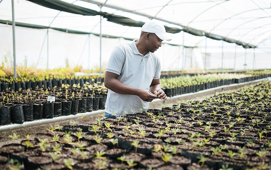 spier nursery