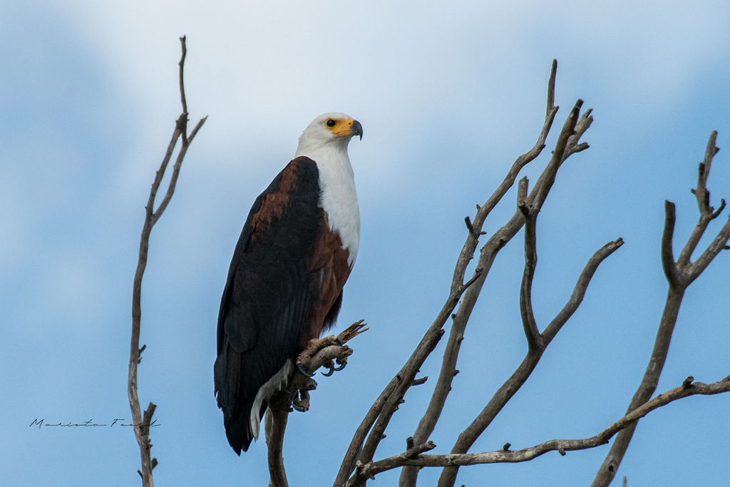 Feathered Friends: 8 Remarkable Birds That Call Spier Home