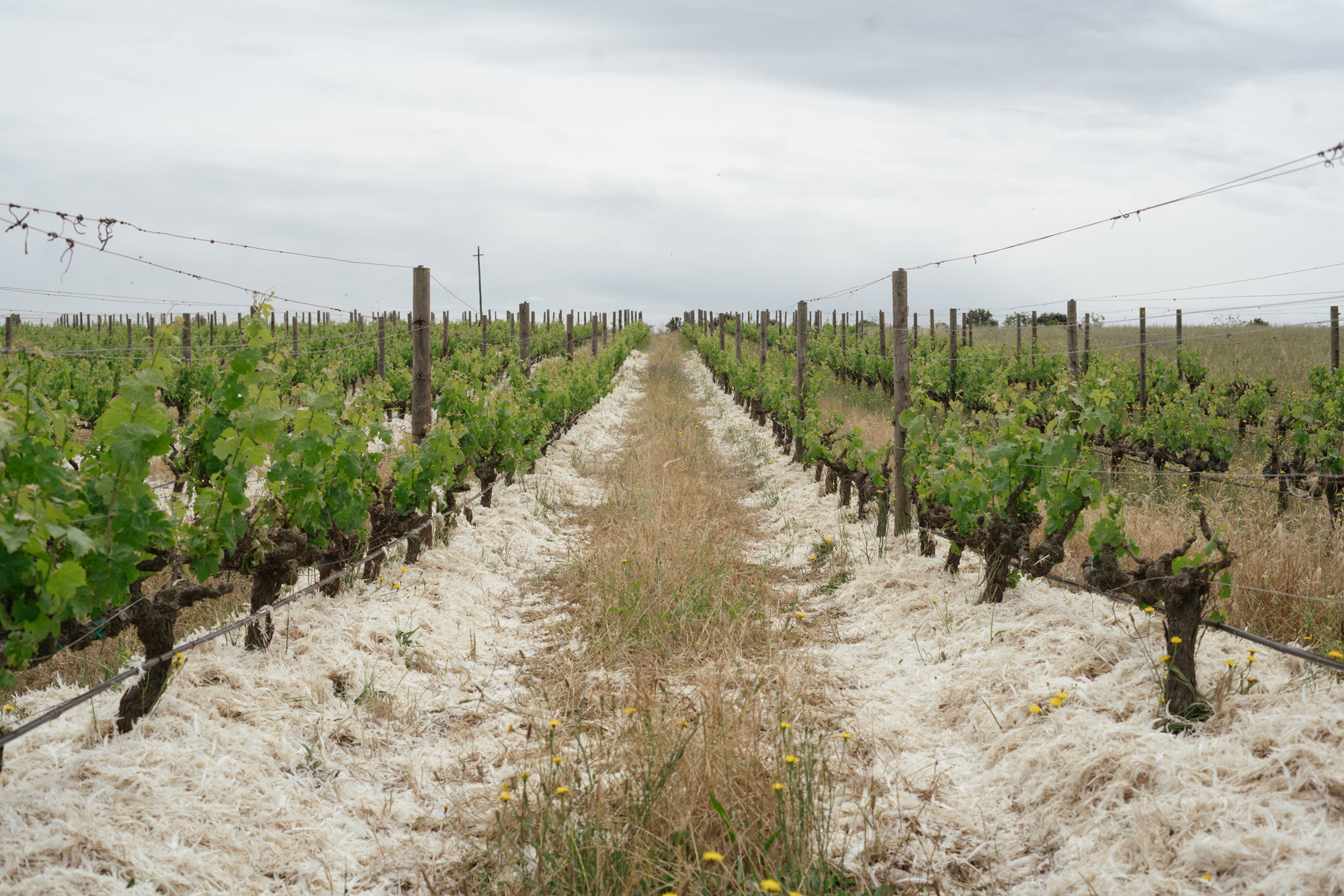 Feathers in Spier's vineyards