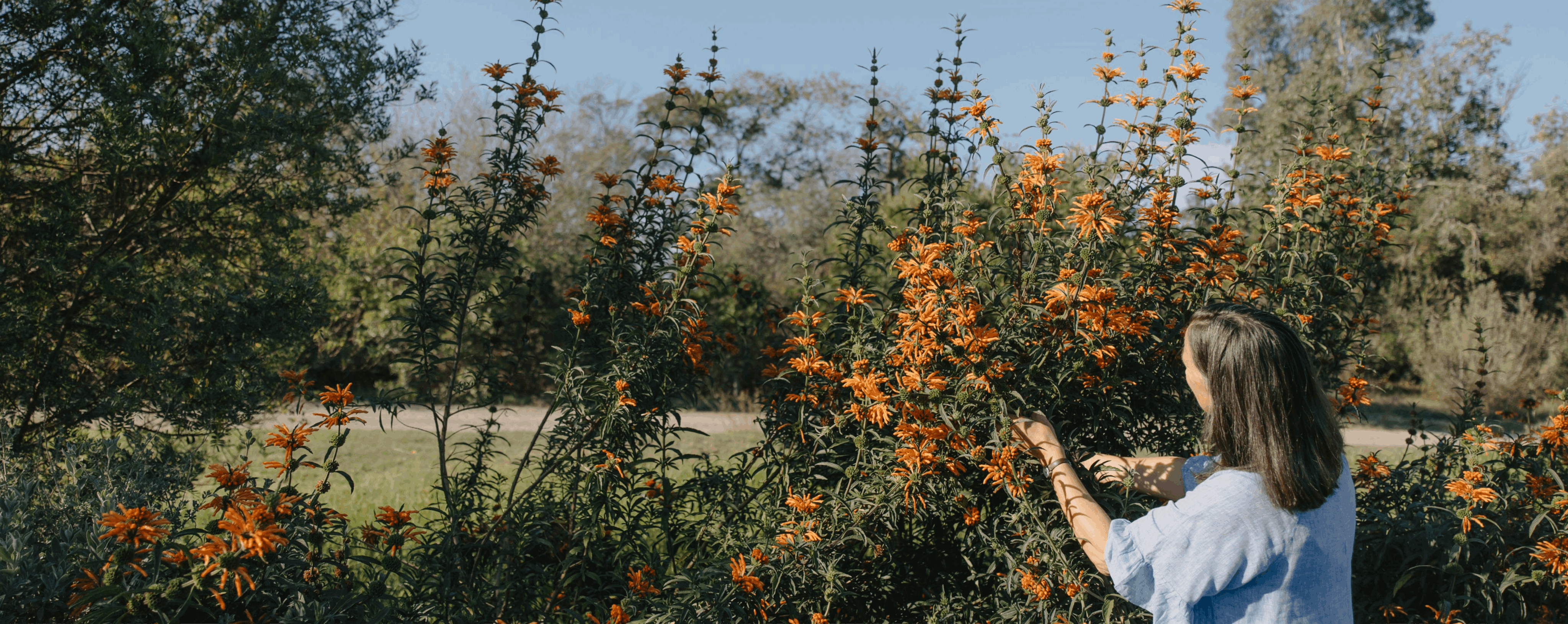Spier-Mother-Garden-Dr-Caren-Image (4)