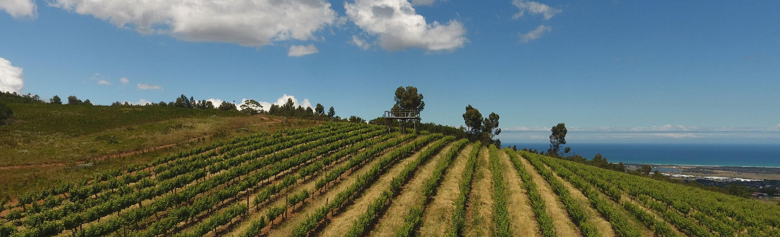 Spier-Helderberg-Vineyards-rows-of-vines-LR