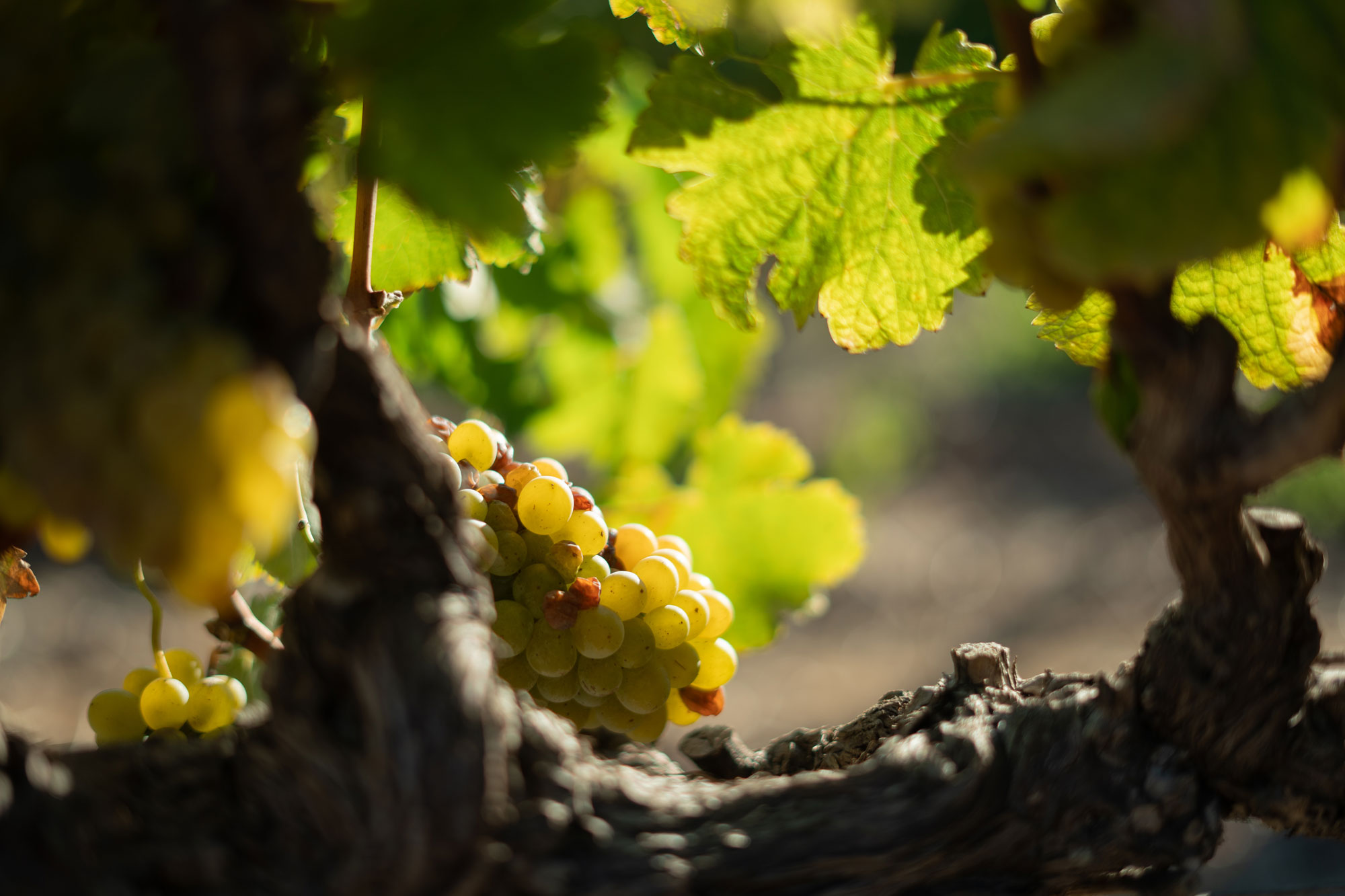 Spier-Harvest-Old-Vines-2024-4-LR