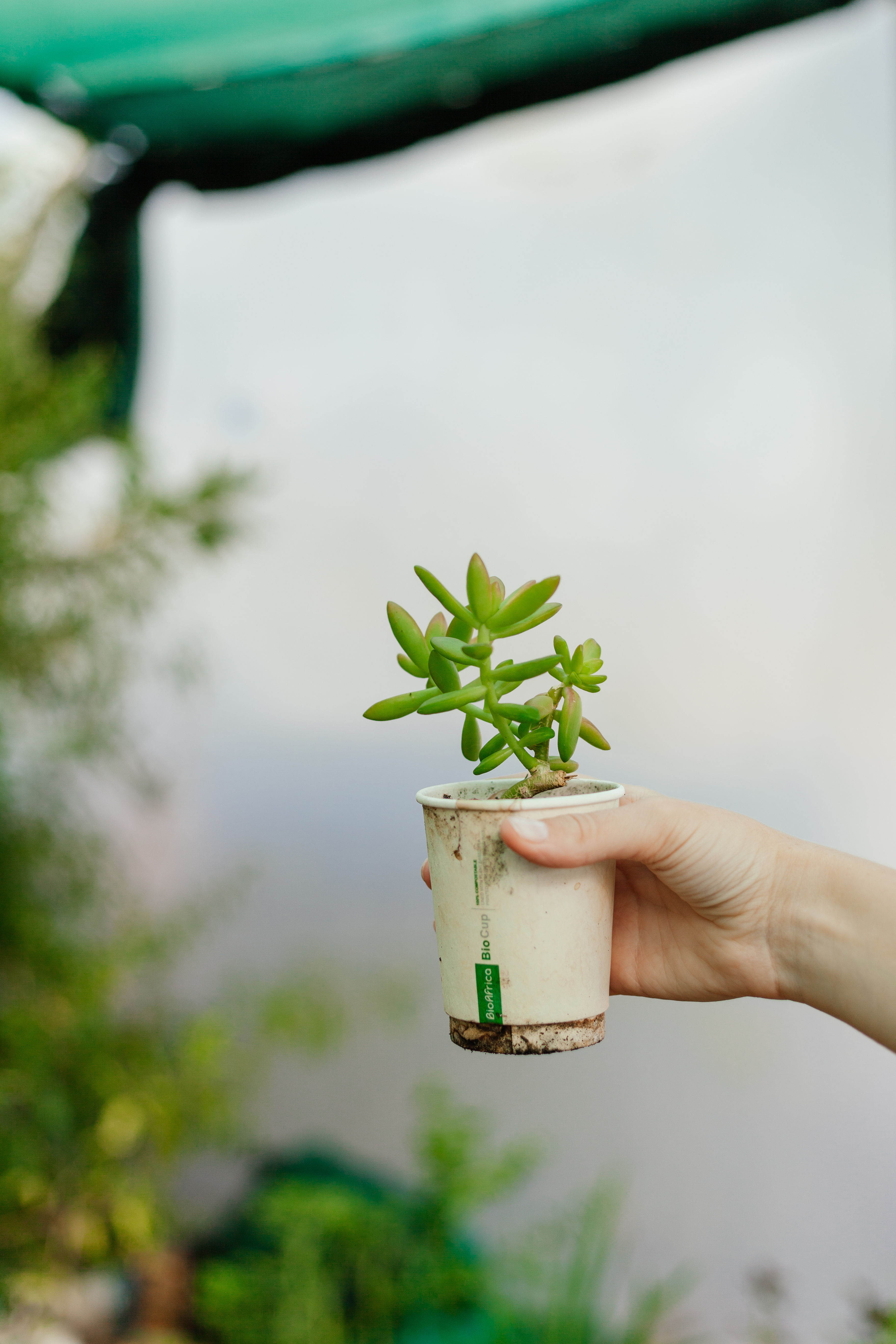 Spier-Tree-preneurs-cups-3
